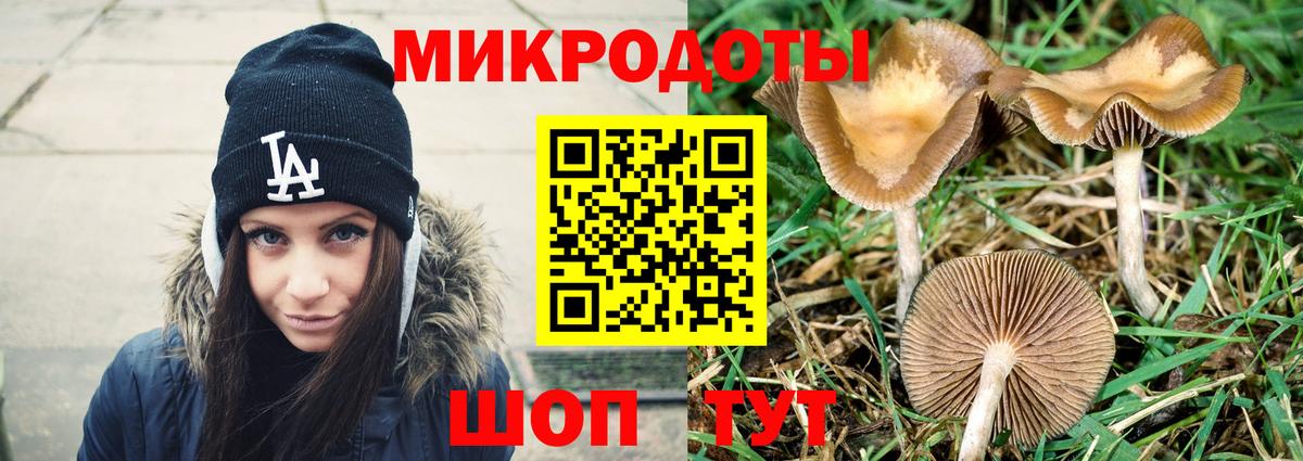 Псилоцибиновые грибы Psilocybe Карасук